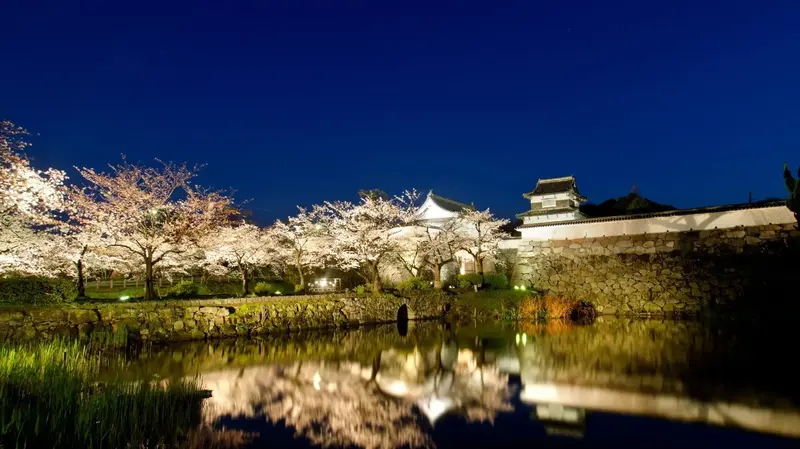 福岡城址の夜桜